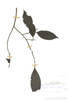 藏品(山紅柿(油柿))的圖片